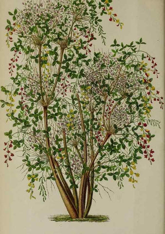 Reproducción/Reproduction 49163469953: Belgique horticole.. Liége.. 