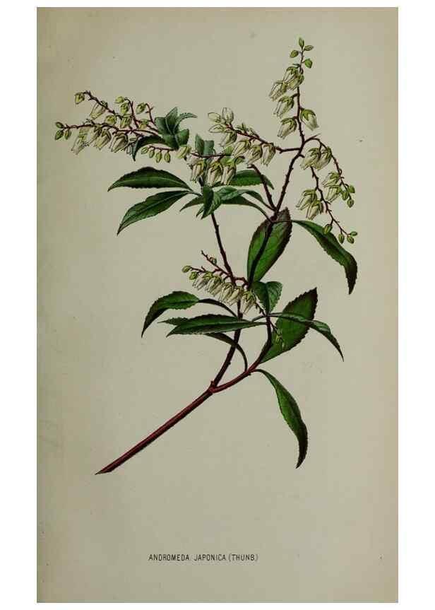 Reproducción/Reproduction 49163470173: Belgique horticole.. Liége.. 