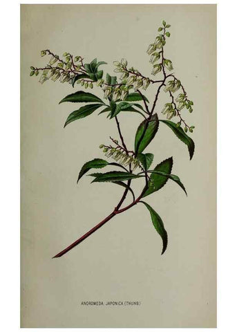 Reproducción/Reproduction 49163470173: Belgique horticole.. Liége.. 