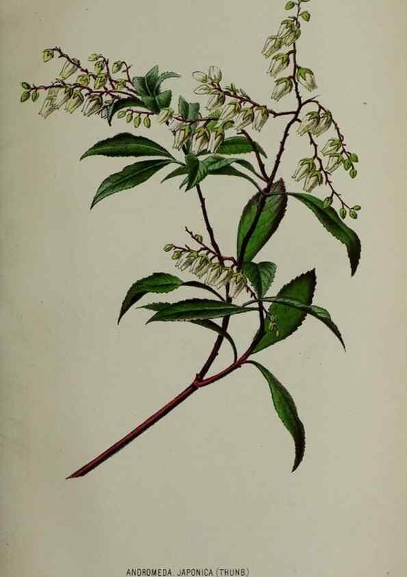 Reproducción/Reproduction 49163470173: Belgique horticole.. Liége.. 