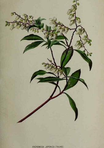 Reproducción/Reproduction 49163470173: Belgique horticole.. Liége.. 