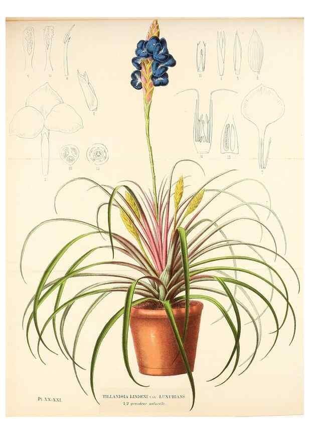Reproducción/Reproduction 49164188202: Belgique horticole.. Liége.. 