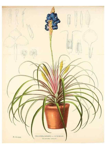Reproducción/Reproduction 49164188202: Belgique horticole.. Liége.. 
