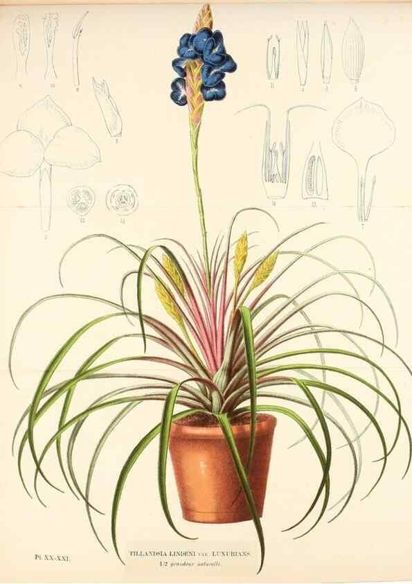 Reproducción/Reproduction 49164188202: Belgique horticole.. Liége.. 