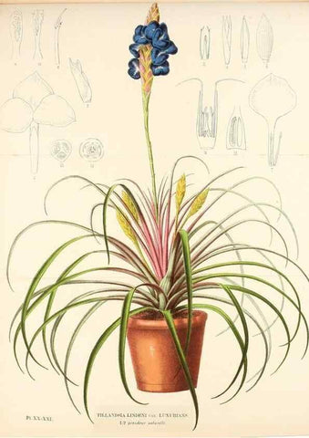 Reproducción/Reproduction 49164188202: Belgique horticole.. Liége.. 