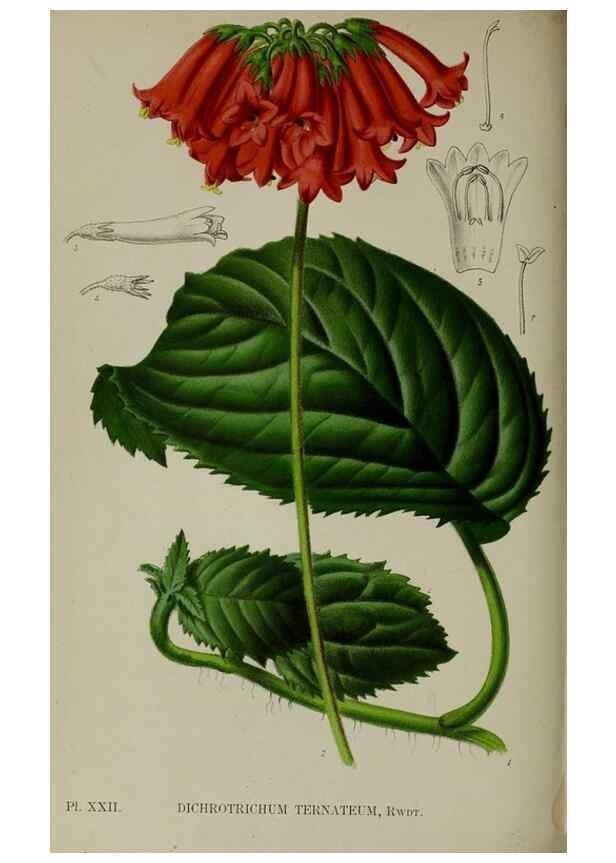 Reproducción/Reproduction 49164189407: Belgique horticole.. Liége.. 