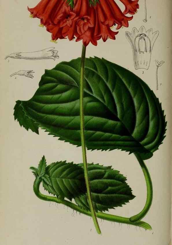 Reproducción/Reproduction 49164189407: Belgique horticole.. Liége.. 