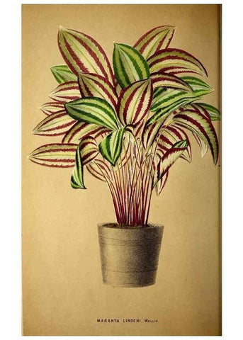 Reproducción/Reproduction 49163662648: Belgique horticole.. Liége.. 