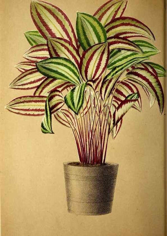 Reproducción/Reproduction 49163662648: Belgique horticole.. Liége.. 