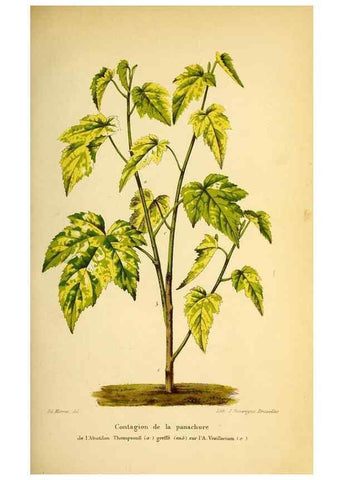 Reproducción/Reproduction 49164379737: Belgique horticole.. Liége.. 