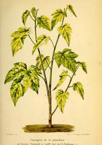 Reproducción/Reproduction 49164379737: Belgique horticole.. Liége.. 