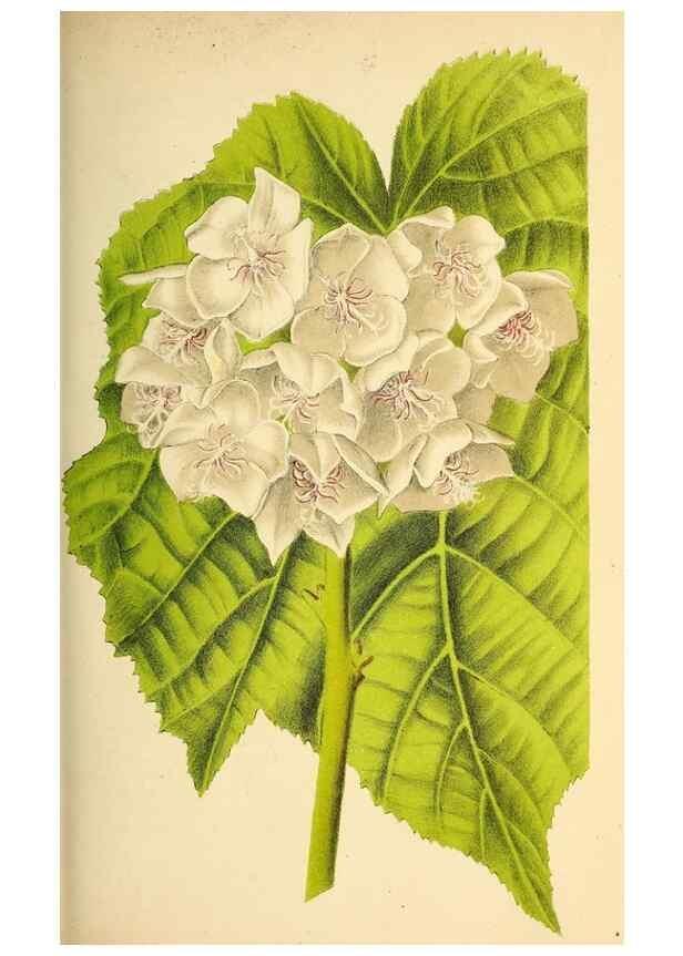 Reproducción/Reproduction 49164146656: Belgique horticole.. Liége.. 
