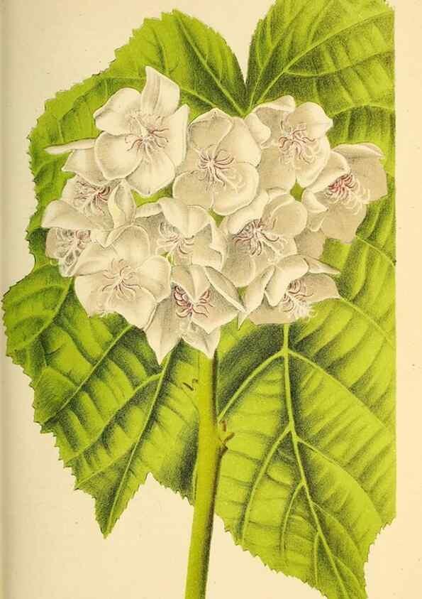 Reproducción/Reproduction 49164146656: Belgique horticole.. Liége.. 