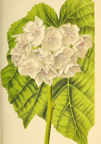 Reproducción/Reproduction 49164146656: Belgique horticole.. Liége.. 