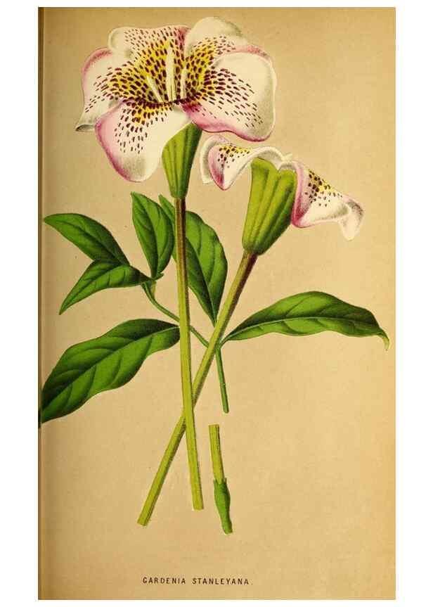 Reproducción/Reproduction 49163664098: Belgique horticole.. Liége.. 