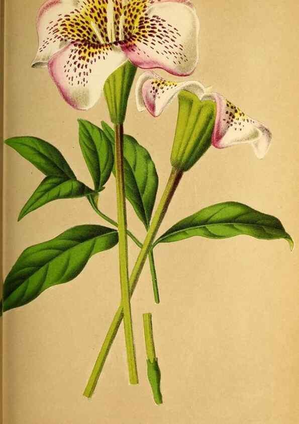 Reproducción/Reproduction 49163664098: Belgique horticole.. Liége.. 