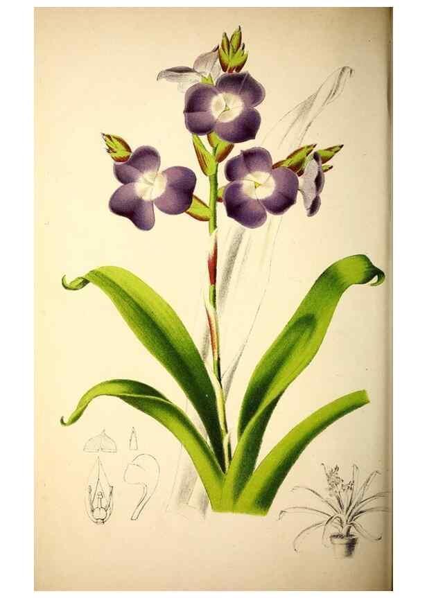 Reproducción/Reproduction 49163664408: Belgique horticole.. Liége.. 