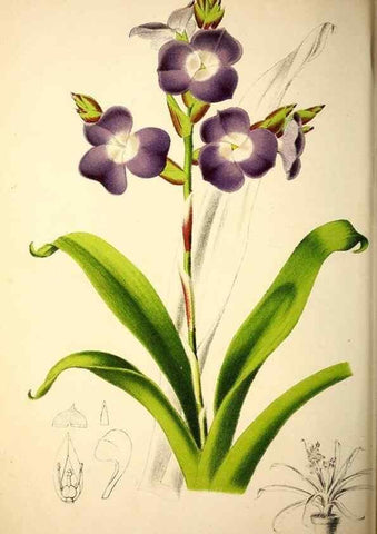 Reproducción/Reproduction 49163664408: Belgique horticole.. Liége.. 