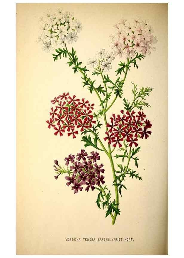 Reproducción/Reproduction 49164147856: Belgique horticole.. Liége.. 