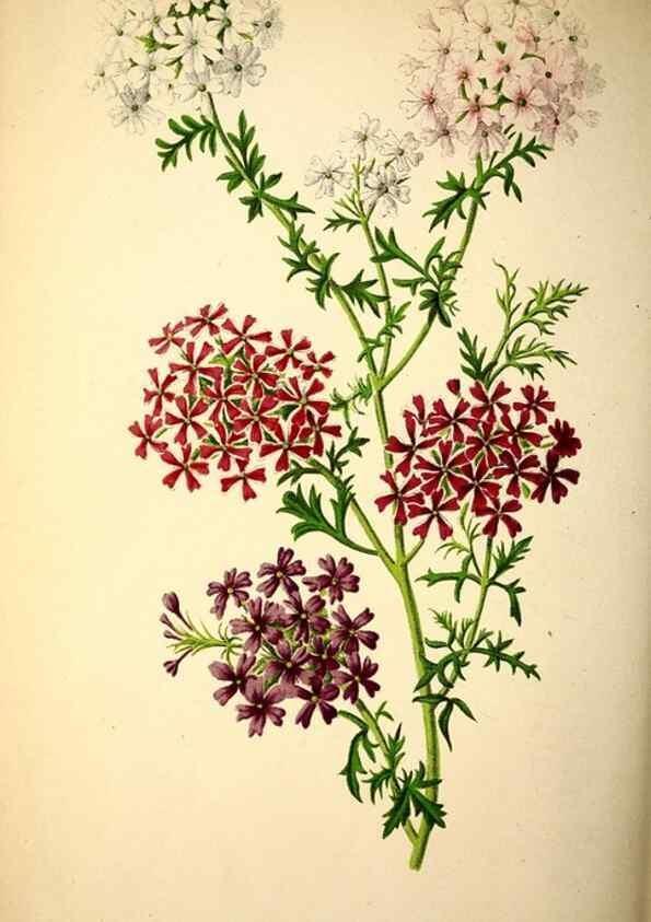 Reproducción/Reproduction 49164147856: Belgique horticole.. Liége.. 