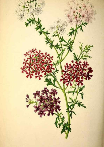 Reproducción/Reproduction 49164147856: Belgique horticole.. Liége.. 