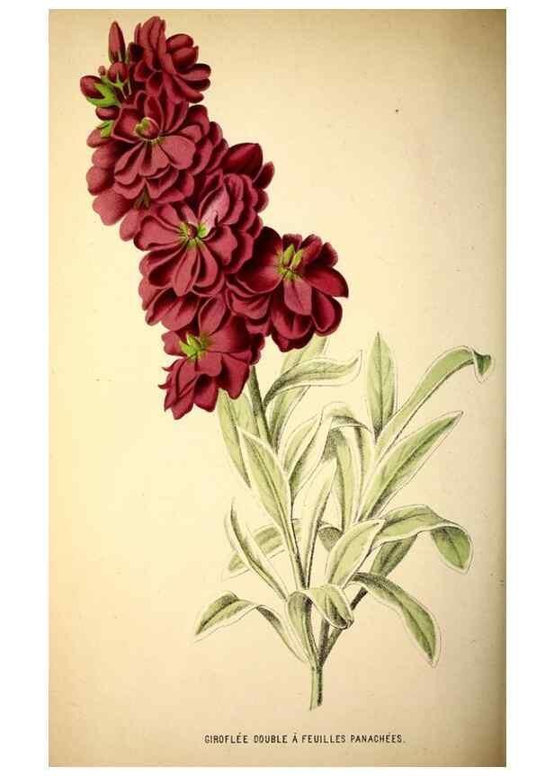 Reproducción/Reproduction 49164148201: Belgique horticole.. Liége.. 