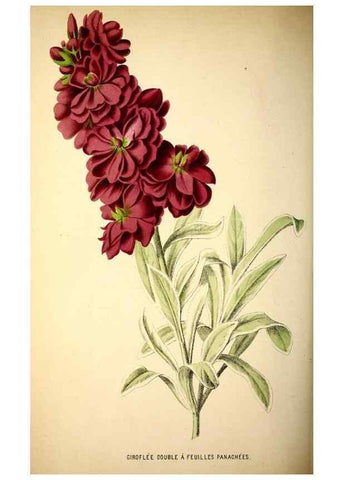 Reproducción/Reproduction 49164148201: Belgique horticole.. Liége.. 