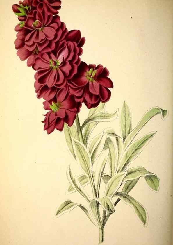 Reproducción/Reproduction 49164148201: Belgique horticole.. Liége.. 