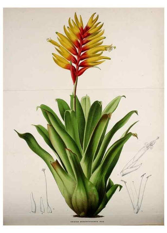Reproducción/Reproduction 49164148501: Belgique horticole.. Liége.. 