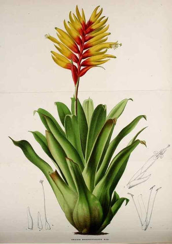 Reproducción/Reproduction 49164148501: Belgique horticole.. Liége.. 