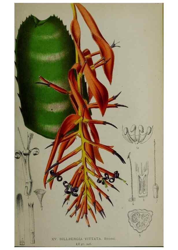 Reproducción/Reproduction 49164186797: Belgique horticole.. Liége.. 