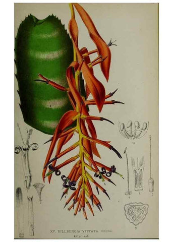 Reproducción/Reproduction 49164186797: Belgique horticole.. Liége.. 