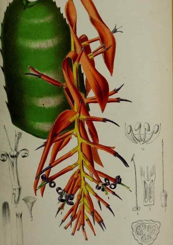 Reproducción/Reproduction 49164186797: Belgique horticole.. Liége.. 