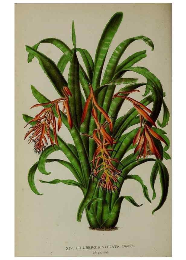 Reproducción/Reproduction 49163952421: Belgique horticole.. Liége.. 