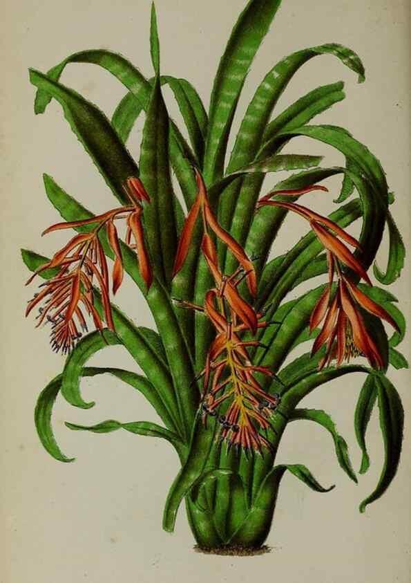 Reproducción/Reproduction 49163952421: Belgique horticole.. Liége.. 