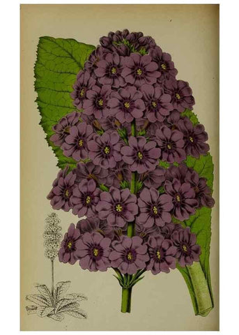 Reproducción/Reproduction 49163468543: Belgique horticole.. Liége.. 
