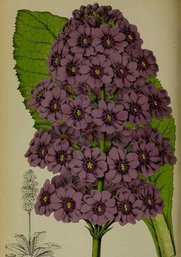 Reproducción/Reproduction 49163468543: Belgique horticole.. Liége.. 