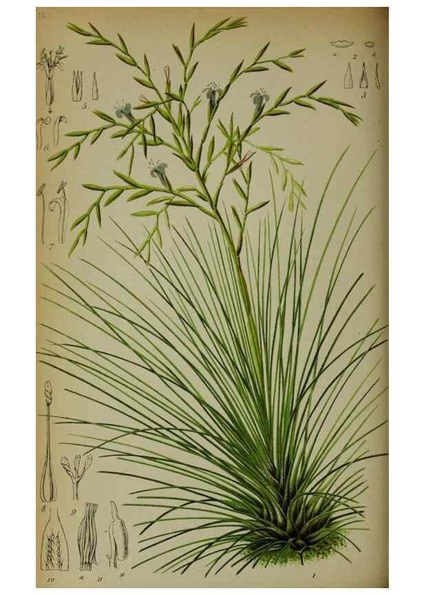 Reproducción/Reproduction 49163468243: Belgique horticole.. Liége.. 