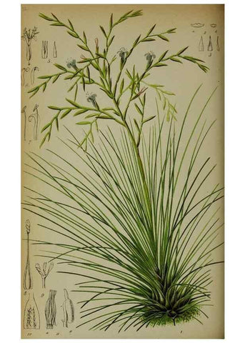 Reproducción/Reproduction 49163468243: Belgique horticole.. Liége.. 