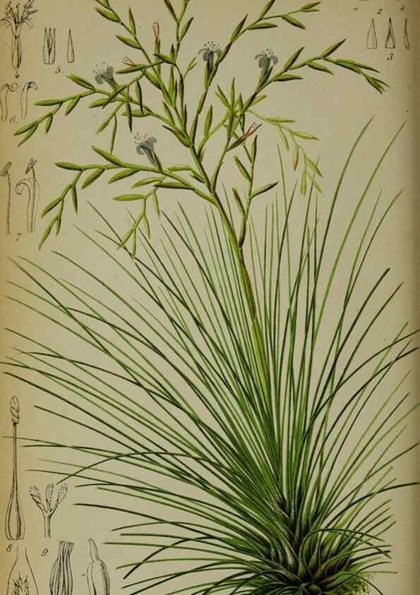 Reproducción/Reproduction 49163468243: Belgique horticole.. Liége.. 