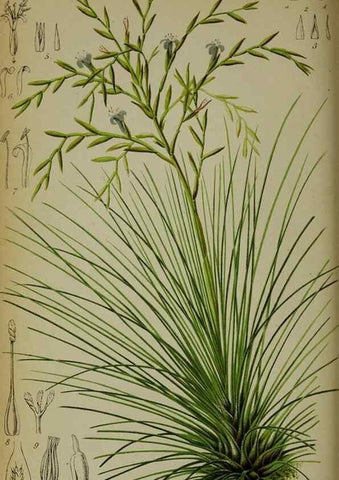 Reproducción/Reproduction 49163468243: Belgique horticole.. Liége.. 