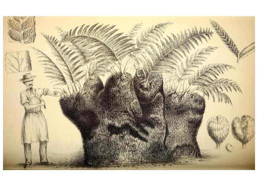Reproducción/Reproduction 49163421693: Belgique horticole.. Liége.. 