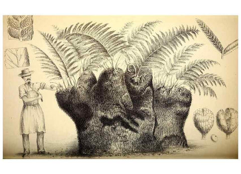 Reproducción/Reproduction 49163421693: Belgique horticole.. Liége.. 