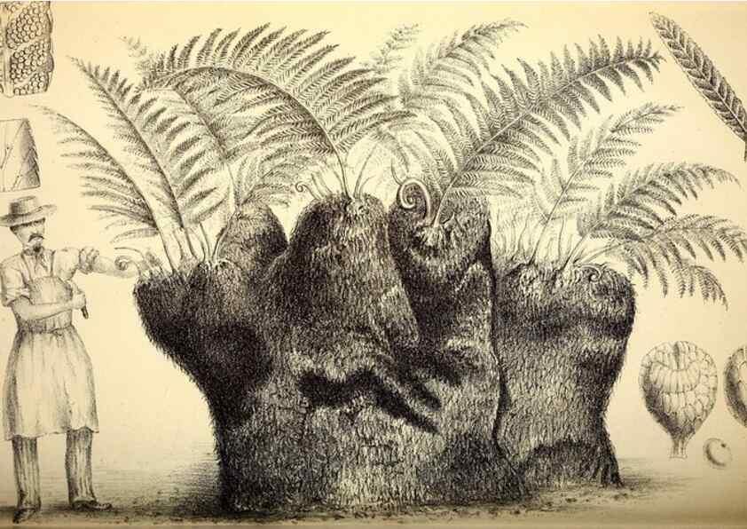 Reproducción/Reproduction 49163421693: Belgique horticole.. Liége.. 