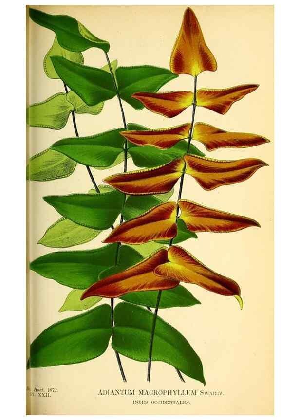 Reproducción/Reproduction 49163905596: Belgique horticole.. Liége.. 