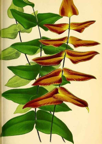 Reproducción/Reproduction 49163905596: Belgique horticole.. Liége.. 