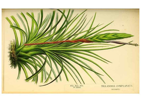 Reproducción/Reproduction 49164139507: Belgique horticole.. Liége.. 