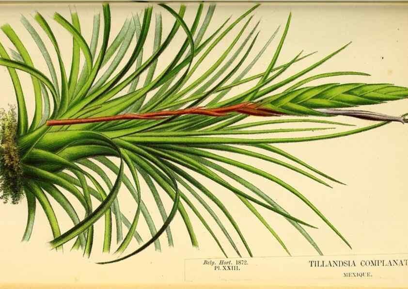 Reproducción/Reproduction 49164139507: Belgique horticole.. Liége.. 