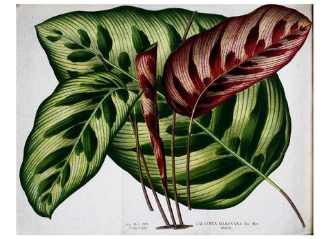 Reproducción/Reproduction 49163422533: Belgique horticole.. Liége.. 