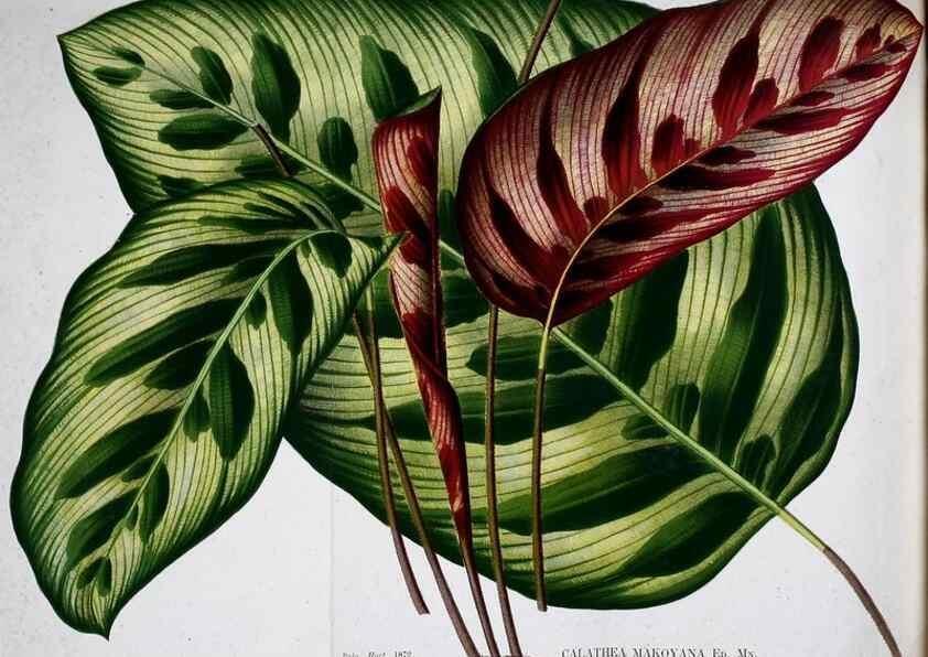 Reproducción/Reproduction 49163422533: Belgique horticole.. Liége.. 